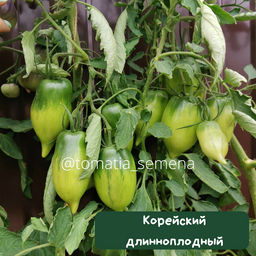 Корейский длинноплодный - Tomatia фото 3