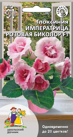 Глоксиния императрица РОЗОВАЯ БИКОЛОР