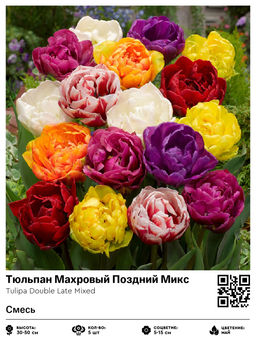 Тюльпан Double Late Mixed (Махровый поздний) - Голландские луковицы фото 2