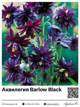 Аквилегия Barlow Black