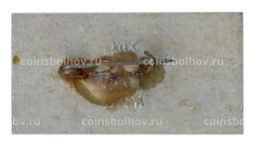 Значок Озеро Таймыр