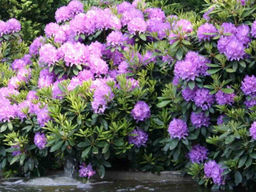 Рододендрон Катевбинский Грандифлорум - Долина роз фото 5