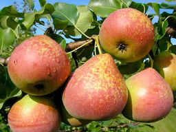 Груша Мраморная