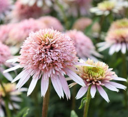 Эхинацея Cherry Fluff (Махровая)