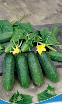 Огурец БОДРЫЙ ДЕНЬ F1 Зеленцы короткие, белошипые, долго не желтеют! Длительный период плодоношения! Хороши для засола в бочках и банках!