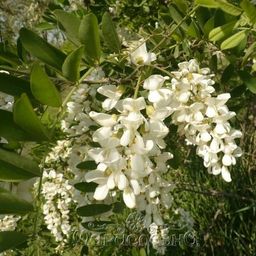 Акации белой цветов гидролат - Мариславна фото 4