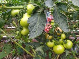 Томат ГЕРМАН F1 - Уральский дачник фото 9