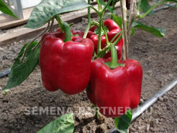 Перец сладкий Маврас - Партнер фото 5