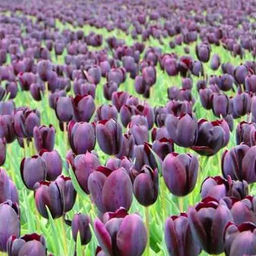 Тюльпан Eduard Pelger (Триумф) - Голландские луковицы фото 2