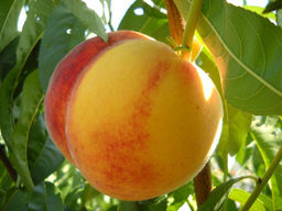 Персик Ветеран