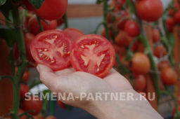 Томат Лимеренс - Партнер фото 8