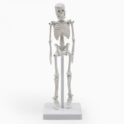 Анатомическая модель «Макет скелета взрослого человека», 22 см