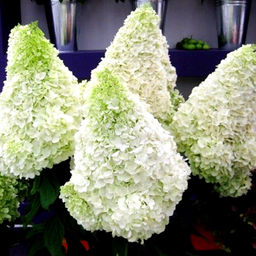 Гортензия Полар Бир 20-40 см, горшок Р9