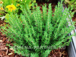 Тимьян Радужный - Партнер фото 5