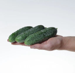 Огурец партенокарпический Платоша - Партнер фото 3