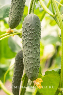 Огурец партенокарпический Гуннар - Партнер фото 3