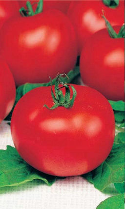 Томат ДУБРАВА Крепкий с надёжной урожайностью!