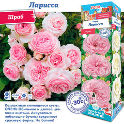 Роза Ларисса (Шраб) 1шт