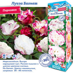 Роза Луиза Багнет (Канадская/Парковая) 1шт