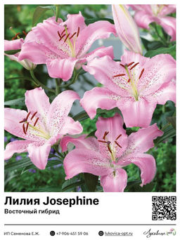 Лилия Josephine (Восточный ориентальный гибрид)