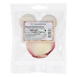 Blumentag / Zlatka DRF-001 Ракушки морские 3 шт. 8.2 см Codakia Tigrina