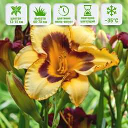 Лилейник Эль Десперадо