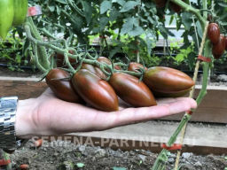 Томат Черри Дюкре - Партнер фото 3