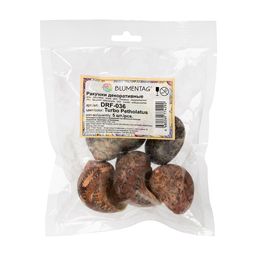 Blumentag / Zlatka DRF-036 Ракушки морские 5 шт. 3.8 см Turbo Petholatus