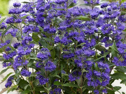 Кариоптерис кландоненский Кев Блю - Долина роз фото 2