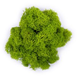 Blumentag BMSR-50 Мох стабилизированный окрашенный 50 г  5 г №01 салатовый