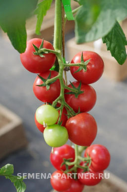 Томат Малиновый Коктейль - Партнер фото 7