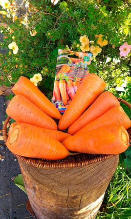 Морковь ШАНТЕНЭ РОЯЛ  Улучшенная вариация популярного типа! Корнеплоды ровные, не растрескиваются!