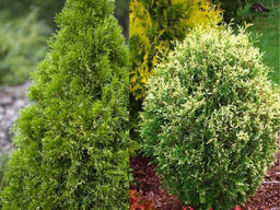 Туя западная Альба