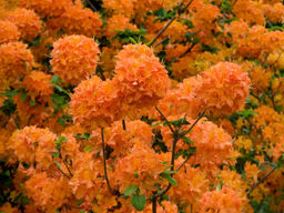 Азалия крупноцветковая Mandarin Lights (Мандарин Лайтс)