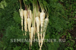 Пастернак Лучший из всех - Партнер фото 7