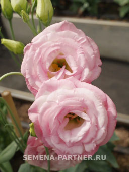 Эустома срезочная махровая бело-розовая Принцесса Аврора - Партнер фото 3