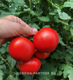 Томат Барика - Партнер фото 3
