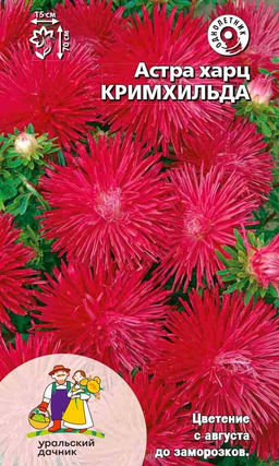 Астра КРИМХИЛЬДА Сортотип харц! - Уральский дачник фото 2
