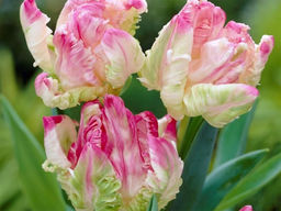 Тюльпан WEBERS PARROT (Веберс Пэррот) - Долина роз фото 3