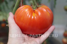 Томат Легенда Коктебеля - Партнер фото 5