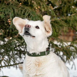 Ошейник брезентовый однослойный, 66 х 3 см, ОШ 33-60 см, тёмно-зелёный - Пижон фото 6