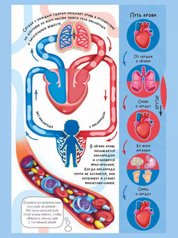 Интерактивная энциклопедия. Знакомься: твое тело - BimBiMon фото 9