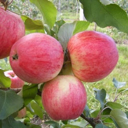 Яблоня Стройное полукультурка (саженец с этикеткой) 1шт