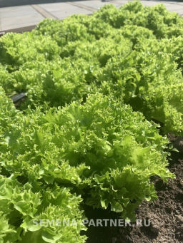 Салат листовой Кучерявец Партнер фото 3