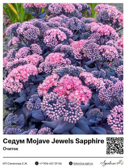 Седум Очиток Mojave Jewels Sapphire