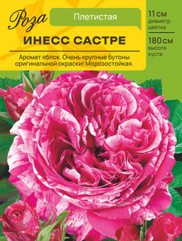 Роза Инесс Састре (Плетистая) С ЦВ.НАКЛЕЙКОЙ 1шт