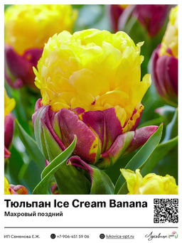 Тюльпан Ice Cream Banana (Махровый поздний)
