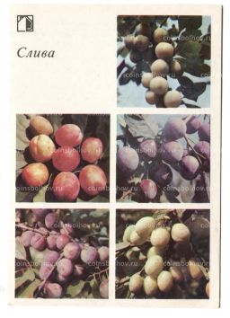 Открытка Слива