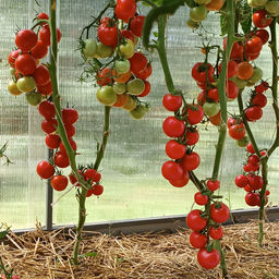 Томат СОСЕДСКАЯ ЗАВИСТЬ F1 Манит и ласкает взгляд изумительный каскад искристо-красных плодов! Соседям на зависть, а вам на радость! - Уральский дачник фото 6