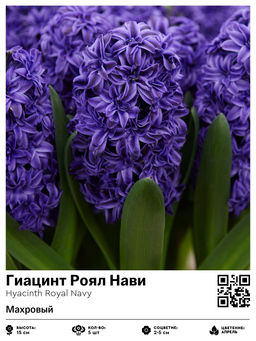 Гиацинт Роял Нави (Махровый)